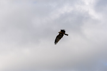 a black kite (Milvus migrans) in low-level flight 