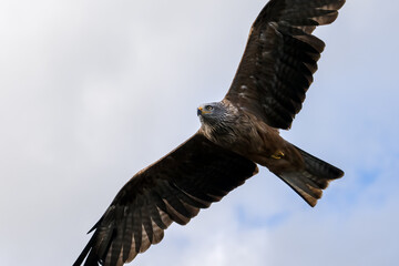 a black kite (Milvus migrans) in low-level flight 