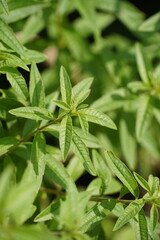 Close-up of the plant Aloysia citrodora known as cedron, citron, lemon verbena or lemon verbena. Background of medicinal green leaves.