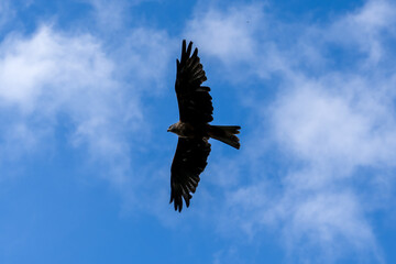 a black kite (Milvus migrans) in low-level flight 