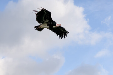 Close-up of anEgyptian Vulture (Neophron percnopterus, Alimoche Común) in flight