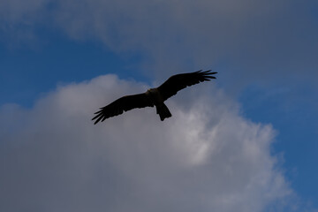 black kite (Milvus migrans) in flight to catch airborne food