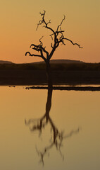 Drzewo w świetle zachodzącego słońca 