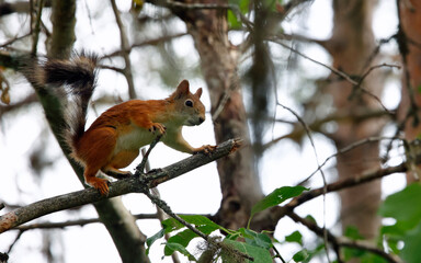 Red squirrels in the Taiga forest in Finland