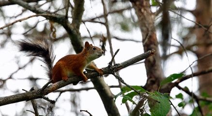 Red squirrels in the Taiga forest in Finland