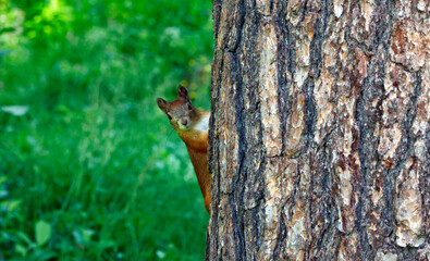 Red squirrels in the Taiga forest in Finland