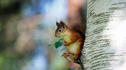 Red squirrels in the Taiga forest in Finland