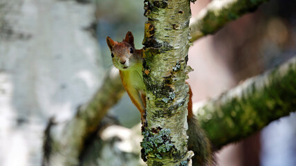 Red squirrels in the Taiga forest in Finland