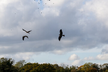 a soar of black kites (Milvus migrans) in low level flight 
