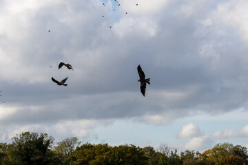 a soar of black kites (Milvus migrans) in low level flight 