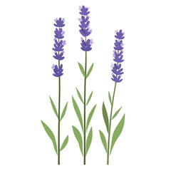 Naklejka premium Lavender bunch vector illustration