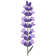 Obraz premium Lavender bunch vector illustration