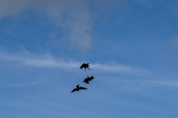 a soar of black kites (Milvus migrans) in low level flight 