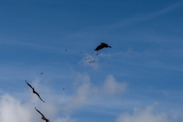 Obraz premium a soar of black kites (Milvus migrans) in low level flight 