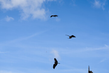 a soar of black kites (Milvus migrans) in low level flight 