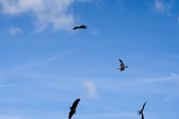 a soar of black kites (Milvus migrans) in low level flight 