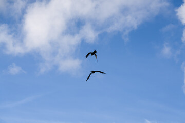 a soar of black kites (Milvus migrans) in low level flight 