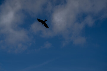 a black kite (Milvus migrans) in low-level flight 