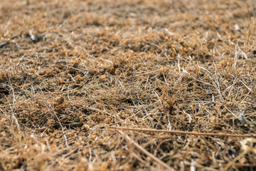 Brown grass