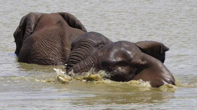 A 4K High Res clip of three elephants playfully sparring and fighting in the water at a drinking hole, capturing their energetic interactions behavior in the wild. During a Safari Game Drive