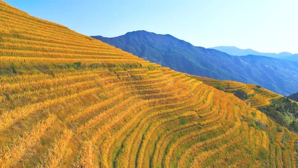 Agriculture. The terraced fields of the wet rice civilization and the undulating valley with mountains of Longji Rice Terraces, Longsheng County, Guilin City, Guangxi, China, October 2023
