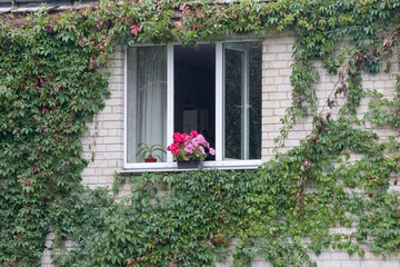 A window of a multi-story residential building with red flowers on it and green trees in the foreground
