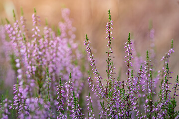 Heather flowers in the evening sun