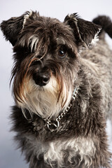 Retrato de perro schnauzer miniatura sal y pimienta.