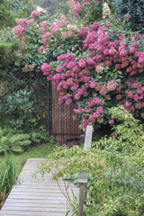 
a large flower bush at the entrance to the garden
