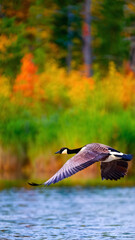 Male Goose Swimming in a Colorful Lake