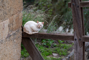 White Siamese cat with blue eyes sitting on an old water mill wheel, Cordoba, Andalucia.