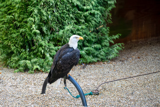 Sitting Eagle Images Browse 38 005 Stock Photos Vectors and Video Adobe Stock