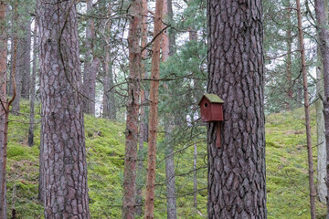 
a birdhouse in the forest attached to the bark of a pine tree