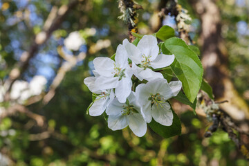 white apple tree flower on a branch
