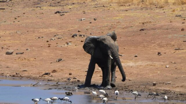 A 4K High Res clip of an elephant standing by a watering hole, splashing itself with mud and water, showcasing its cooling and playful behavior in the wild. Taken during a Safari Game Drive in Africa