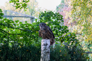 close-up of a a european eagle owl (Bubo bubo)