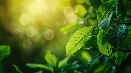 Obraz premium Blurred green leaves with sunlight bokeh effect creating a soft focus