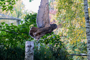close-up of a a european eagle owl (Bubo bubo)