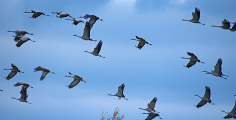 Birds in flight in Finland.