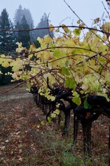 autumn leaf colors in the vineyard