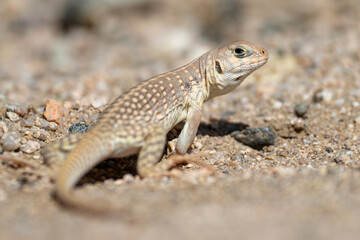 Wüstenleguan im Joshua Tree NP