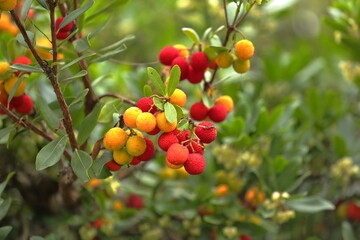 Autumn Jewels of the Strawberry Tree