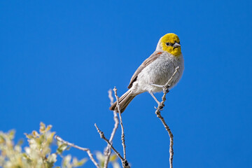 GoldKöpfchen im Joshua Tree NP