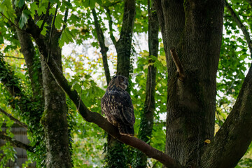 close-up of a a european eagle owl (Bubo bubo)