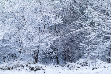 Snow-covered trees. Natural winter background. Tree branches covered with white snow.