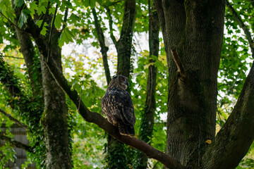 a european eagle owl (Bubo bubo)