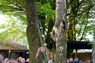 close-up of a Tawny Owl (Strix aluco) 
