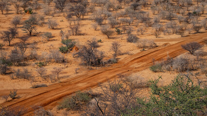 Track in the wilderness of Northern Namibia