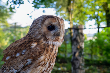 close-up of a Tawny Owl (Strix aluco) 