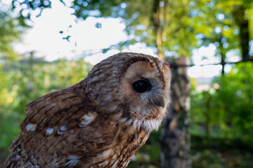 close-up of a Tawny Owl (Strix aluco) 